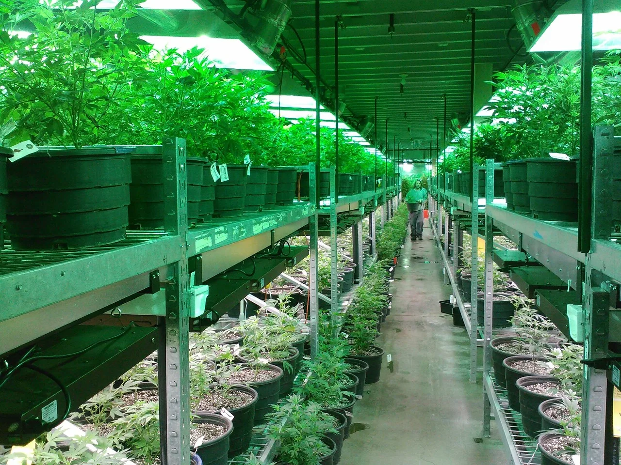 colorado marijuana grow, marijuana dispensary, growing marijuana, growing cannabis, cannabis dispensary, plants, leaf. How a Celebrity Cannabis Brand Gets a Health Canada Licence