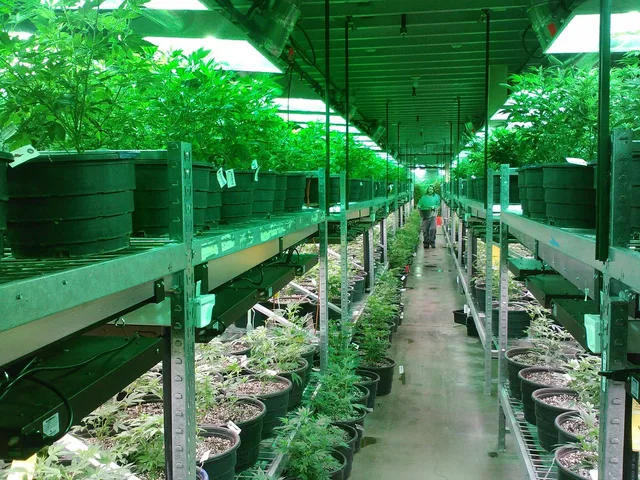 colorado marijuana grow, marijuana dispensary, growing marijuana, growing cannabis, cannabis dispensary, plants, leaf. How a Celebrity Cannabis Brand Gets a Health Canada Licence